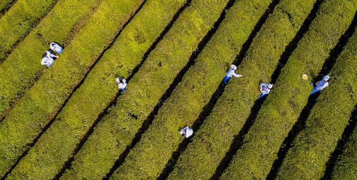 “小茶農”采摘明前茶感受茶文化魅力