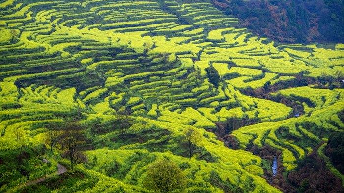 菜花盛開(kāi)金黃鋪滿大地