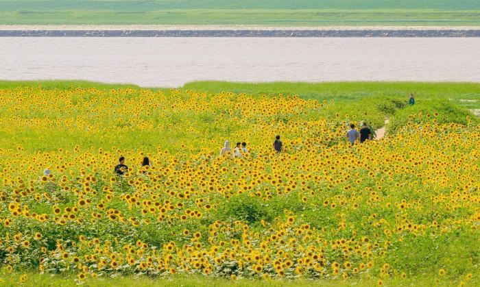 黃河岸邊葵花花海引客來(lái)